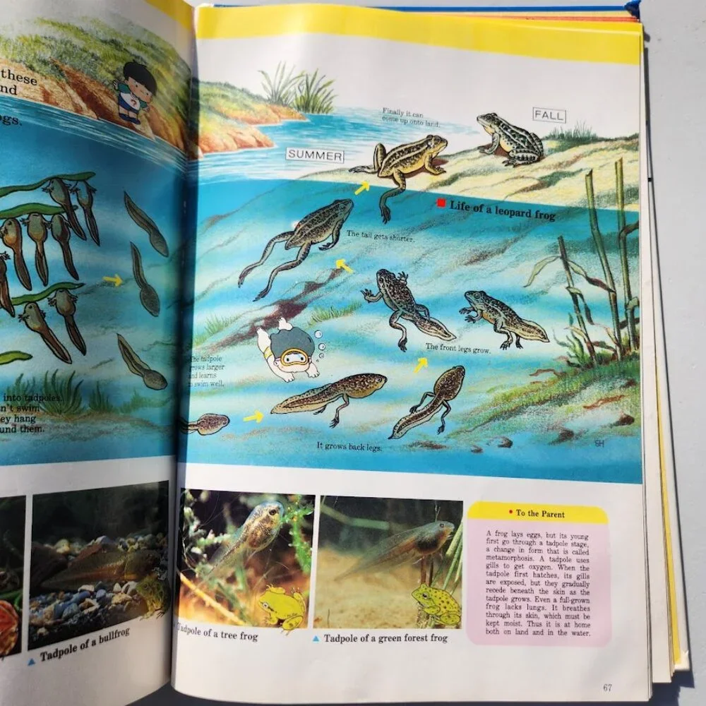 Life in the Water Child's First Library of Learning Science Stem Book Homeschool